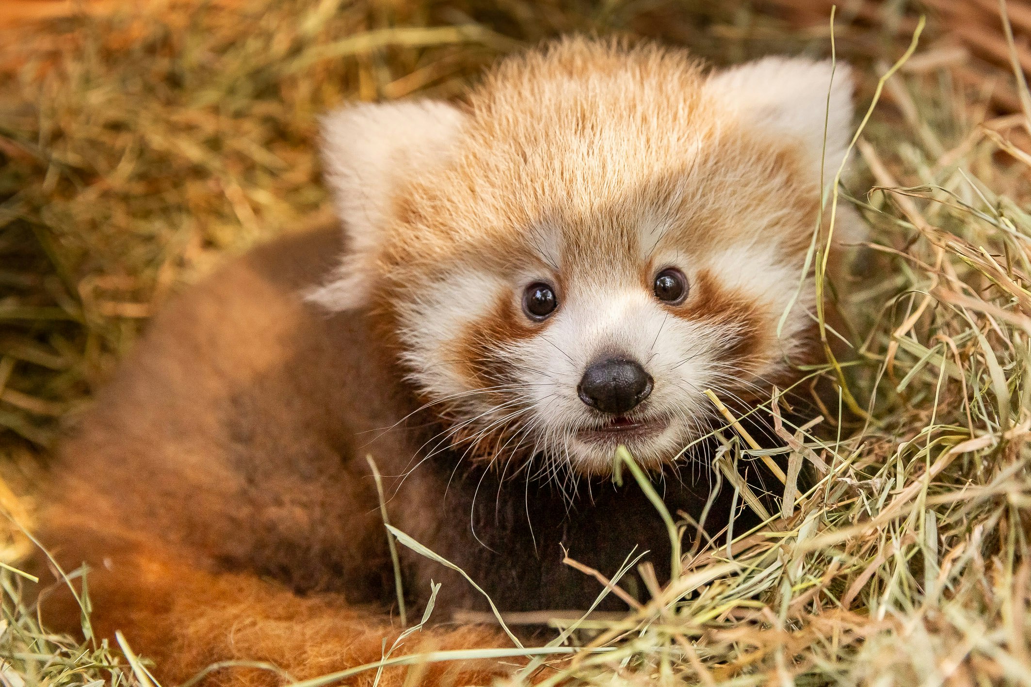 Das Grosse Geheimnis Des Kleinen Pandas