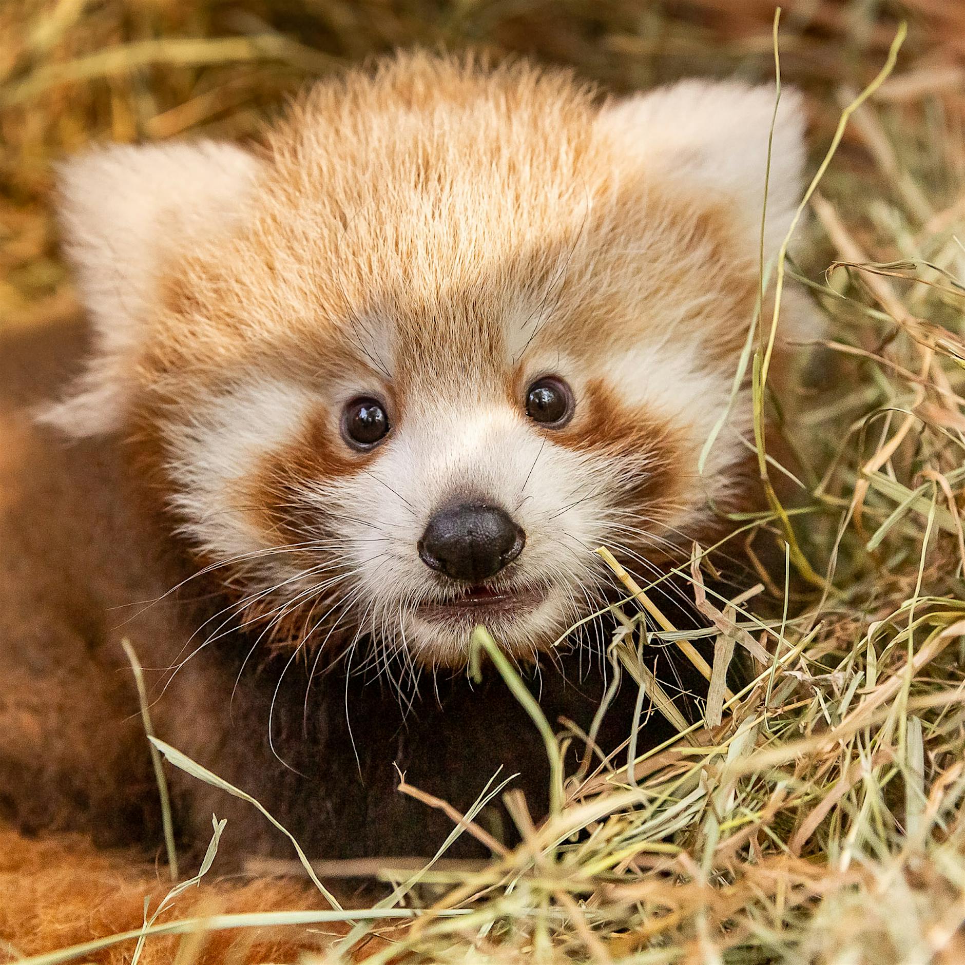 Das große Geheimnis des Kleinen Pandas