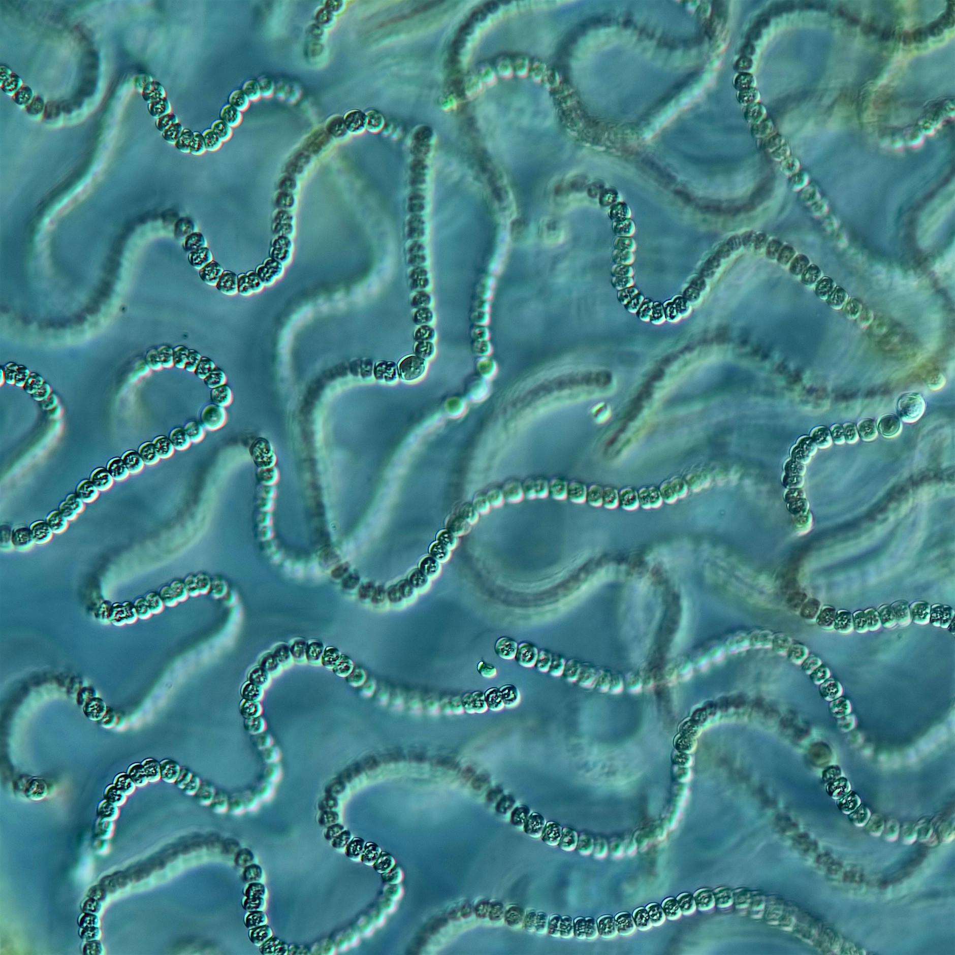 Ostsee: Blaualgenblüten sind kein neues Phänomen