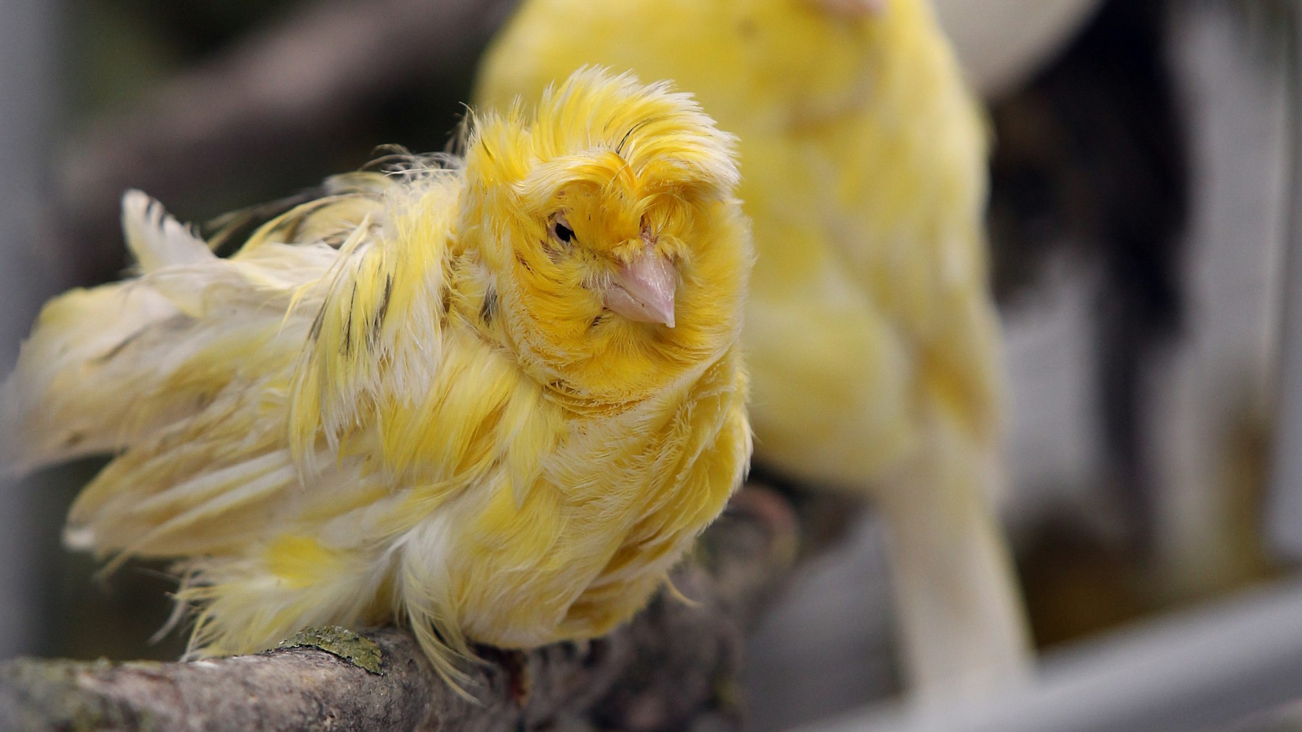 Bei den sogenannten Positurkanarien wird das Federkleid in Form gezüchtet.