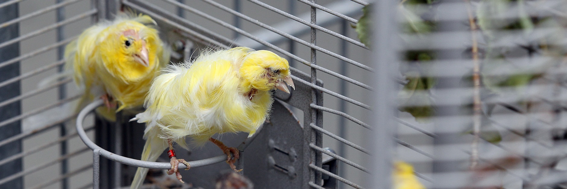 Die kranken Vögel hatten Glück im Unglück: Sie wurden gerettet, werden nun mit großem Aufwand im Tierheim gesund gepflegt.