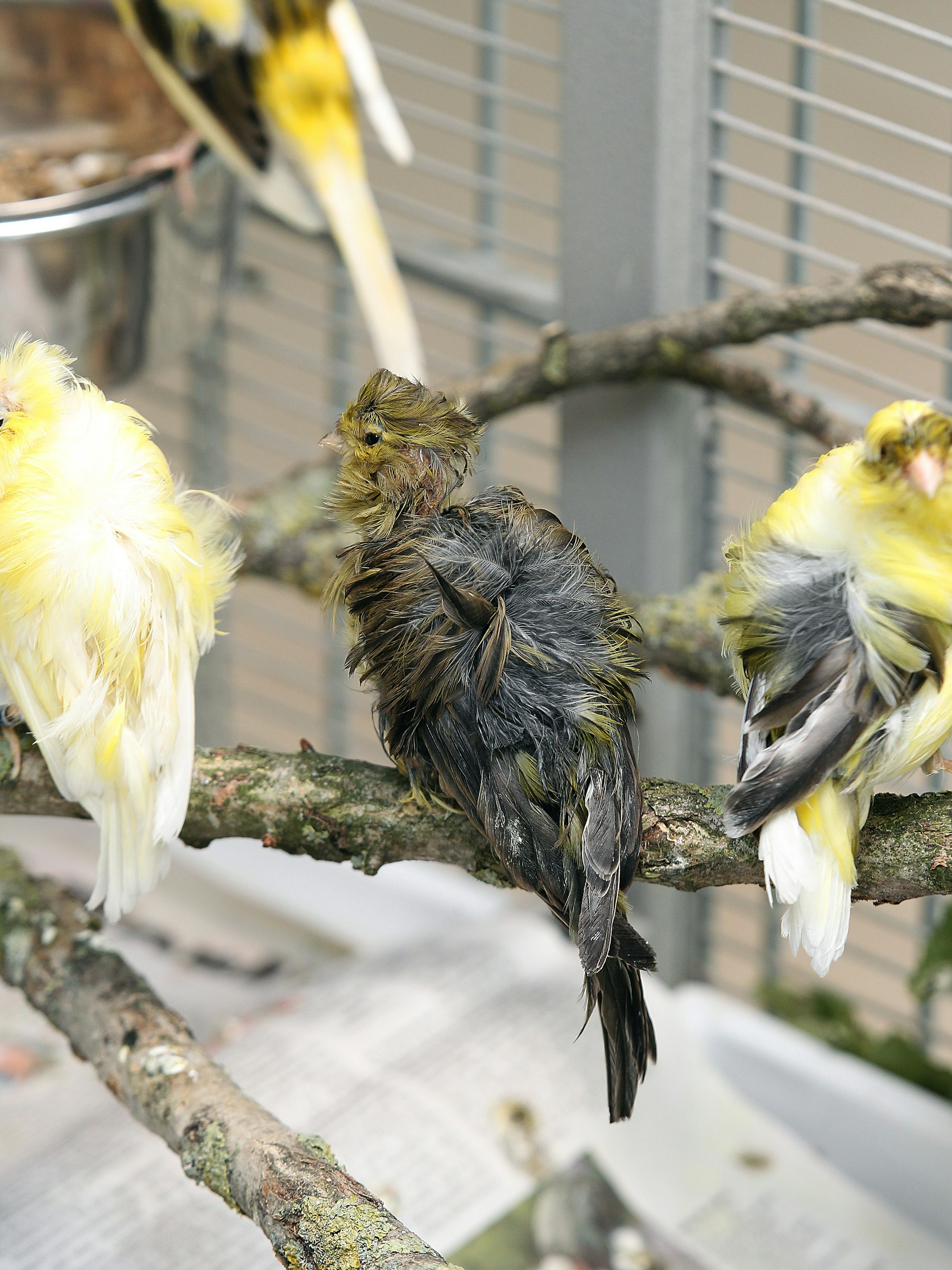 Das Federkleid ist völlig zerrupft: Vielen Tieren sieht man noch an, unter welchen miserablen Bedingungen sie leben mussten.