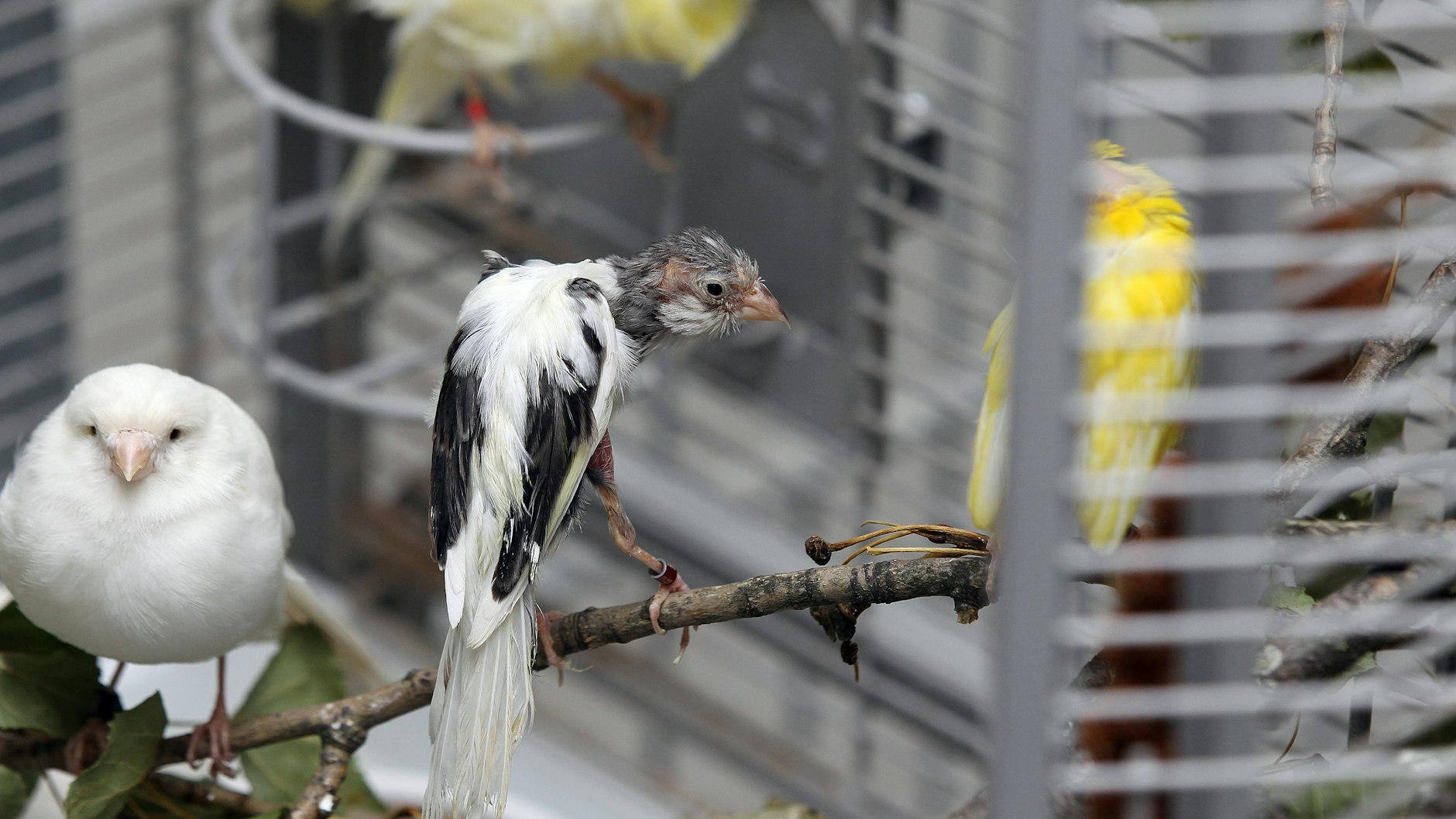 Ein Bild des Schreckens: Viele der Vögel sind jetzt noch so krank, dass sie mit Medikamenten behandelt werden müssen.