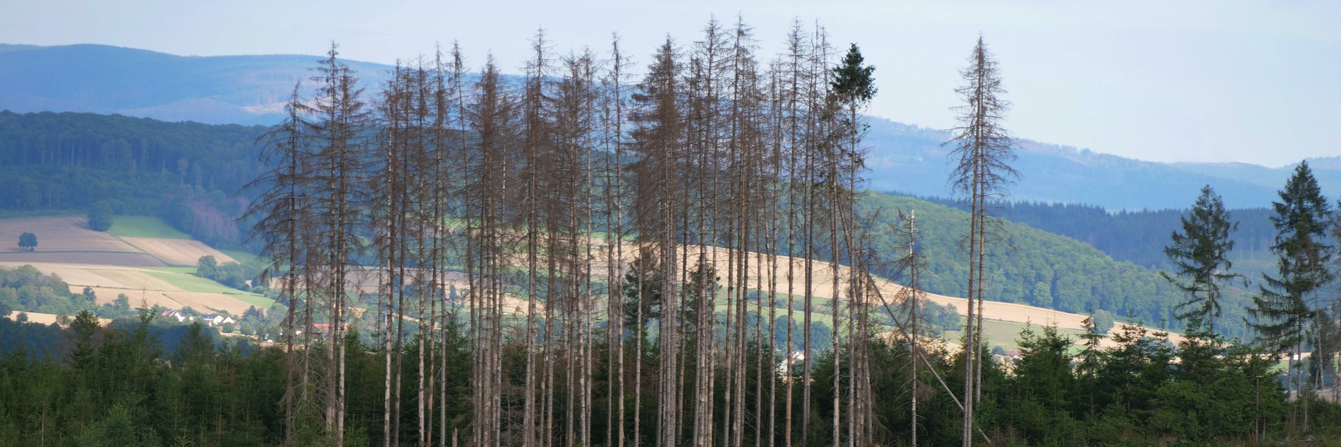 Tote Bäume in Niedersachsen.