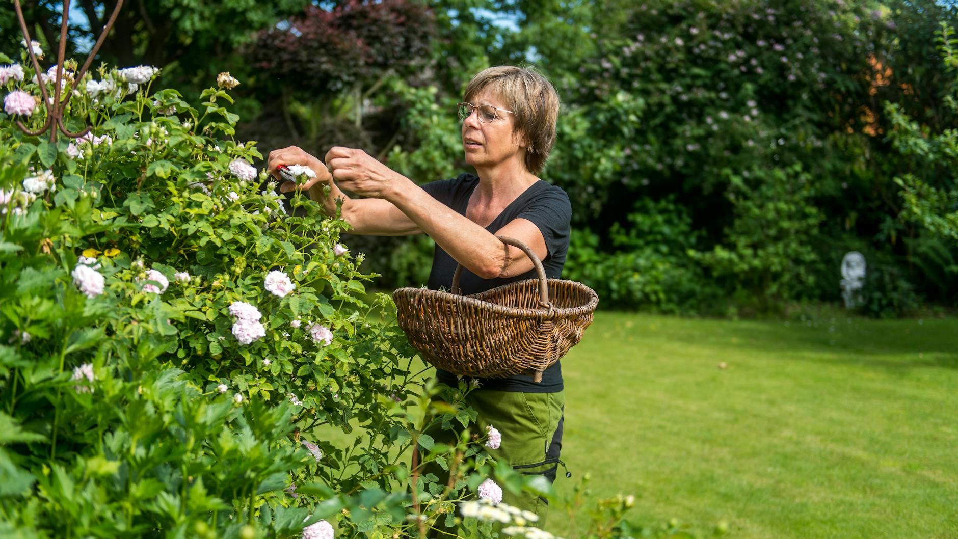 Rosen sind nicht nur schön, sie sind auch nicht schwer zu pflegen. Man kann sie getrost für eine Hecke verwenden, die über mehrere Jahrzehnte halten soll.