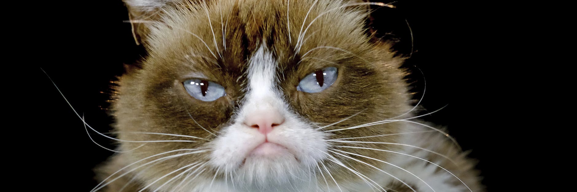 Grumpy Cat, die inzwischen verstorbene amerikanische Katze, die durch ihr stets mürrisches Gesicht 2012 zur Internet-Sensation wurde.