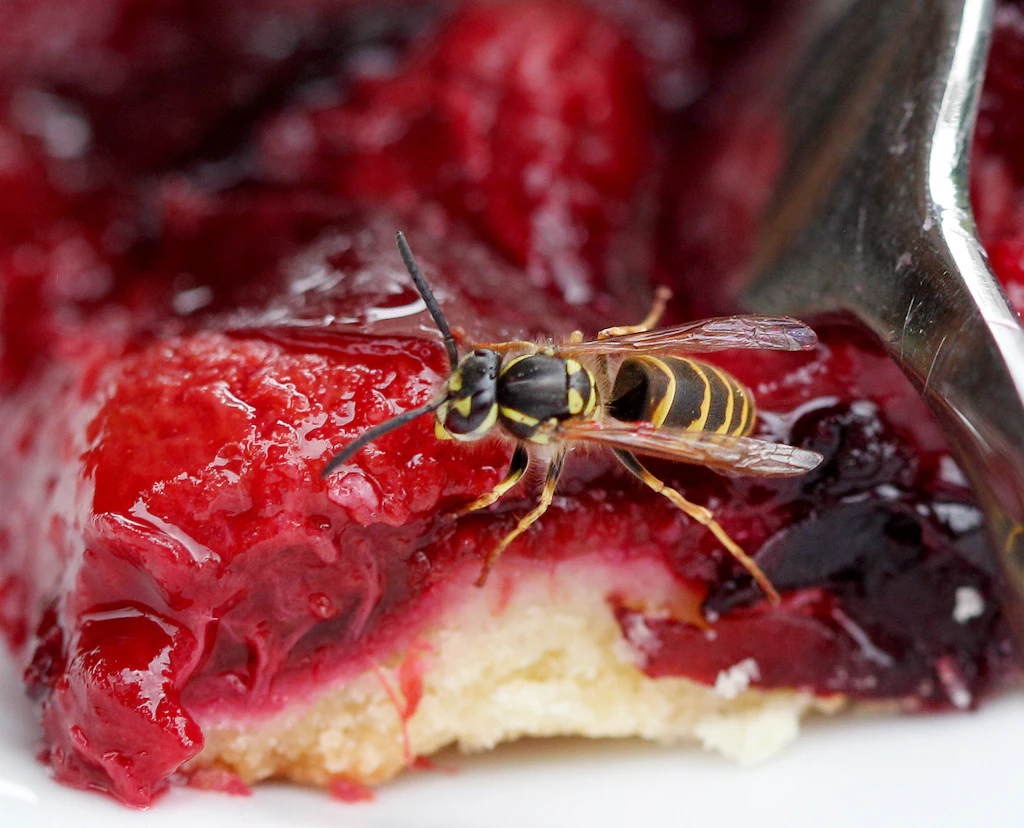 Wespen haben Hochsaison: So wird man sie wieder los