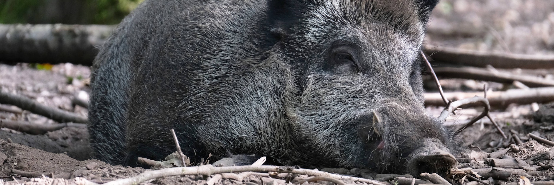 Schon seit längerem gibt es die Afrikanische Schweinepest im Nachbarland Polen – und jetzt auch in Brandenburg.