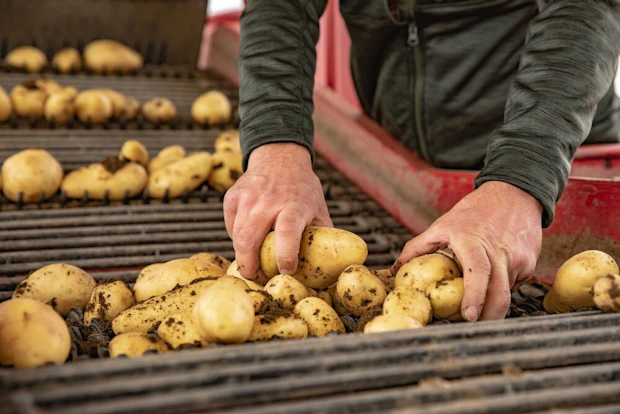 Was Passiert Wenn Man Keimende Kartoffeln Isst