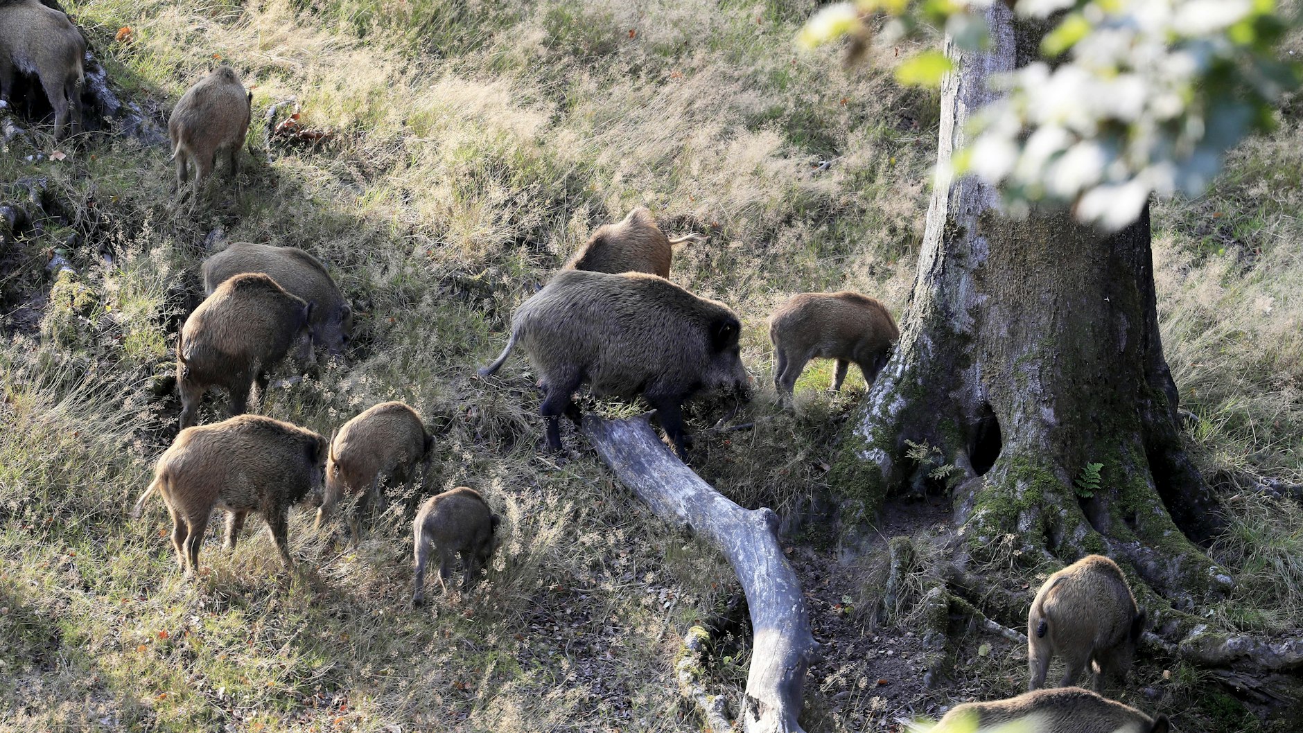 In Brandenburg wurde ein erstes infiziertes Wildschwein gefunden.