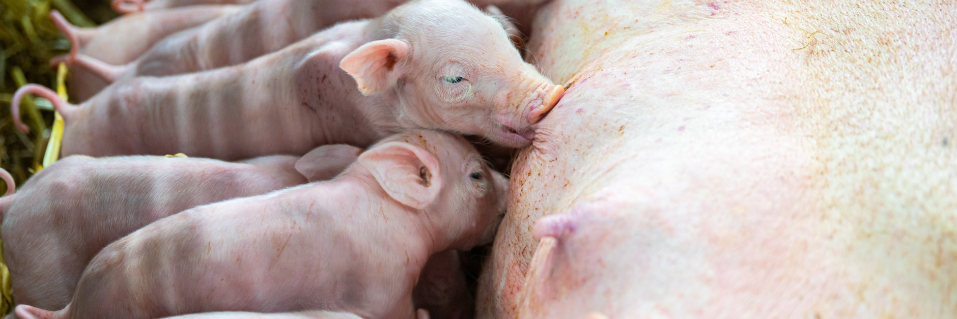 Schweine in ihrem Stall – die Ausbreitung der Afrikanischen Schweinepest wäre für deutsche Züchter ein wirtschaftliches Desaster. 