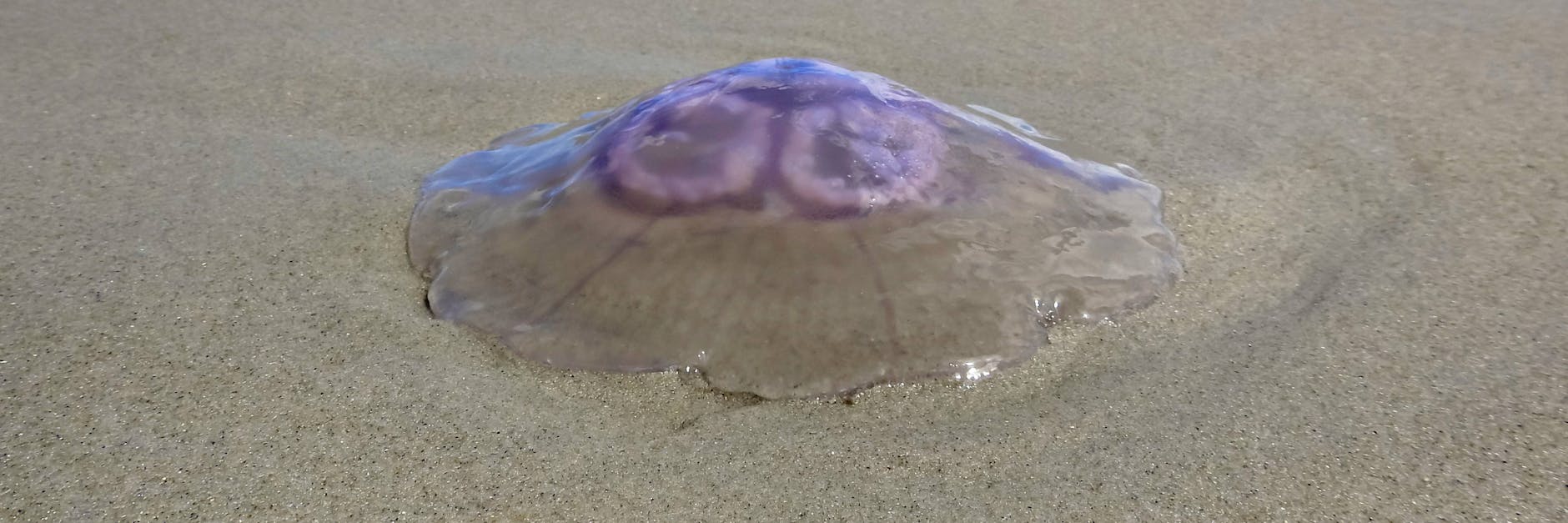 Eine Ohrenqualle liegt am Strand.