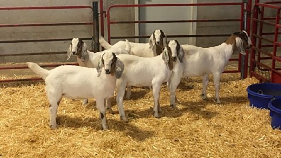 Fünf Ziegenböcke aus der Studie: Bei ihnen wurde mit der Genschere die Bildung eigenen Spermas unterdrückt, später erhielten sie Sperma bildende Stammzellen eines Artgenossen.