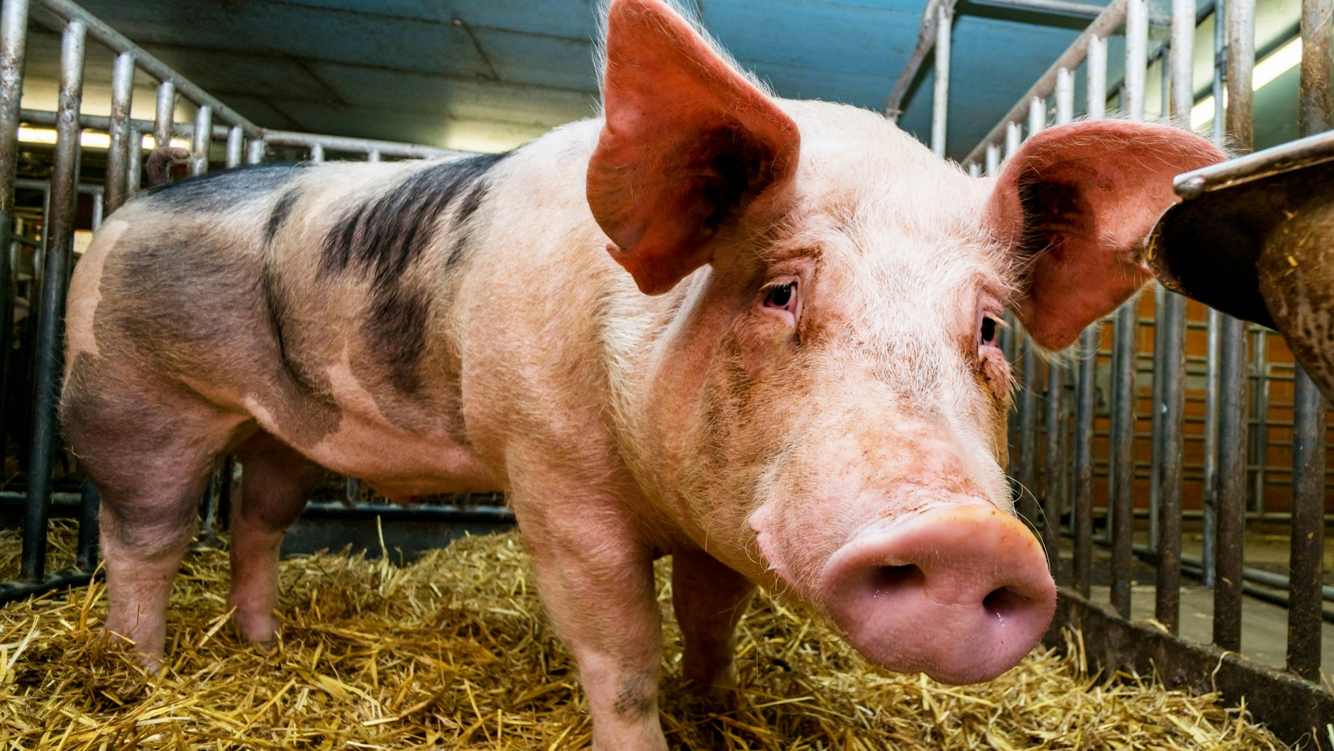 Ein herkömmlicher Zuchteber. Er verfügt, ganz konventionell, über eigenes Sperma.