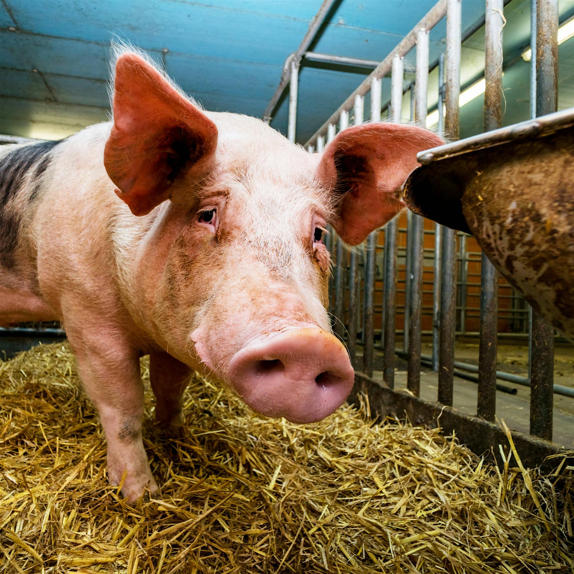 Leihväter im Stall: Sperma bildende Stammzellen übertragen