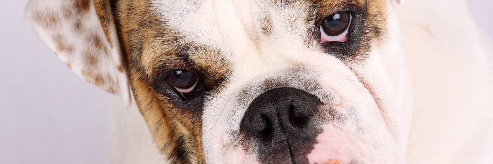 Eine amerikanische Bulldogge (Symbolfoto).