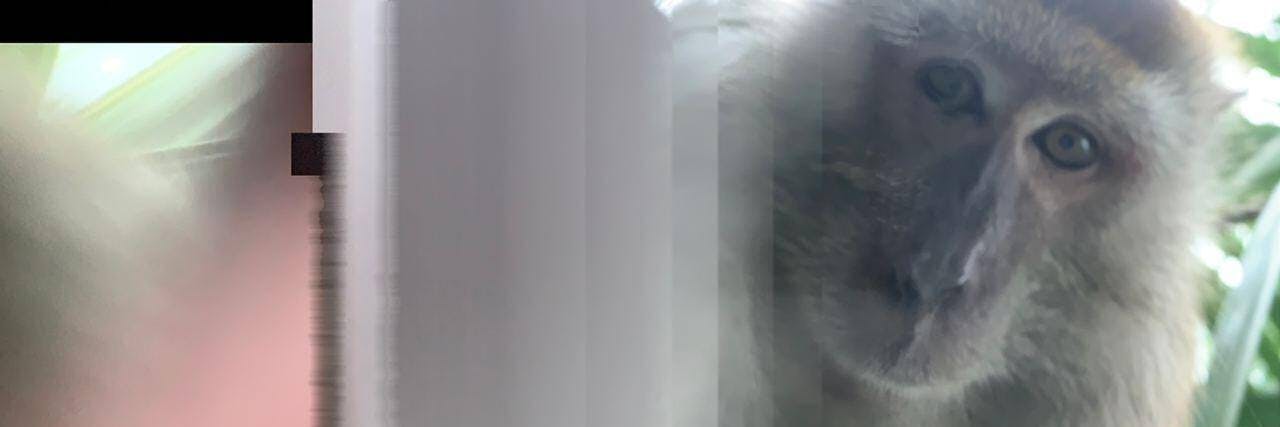 Auf dem Handy des Studenten war die Bildergalerie voller Affen-Selfies.