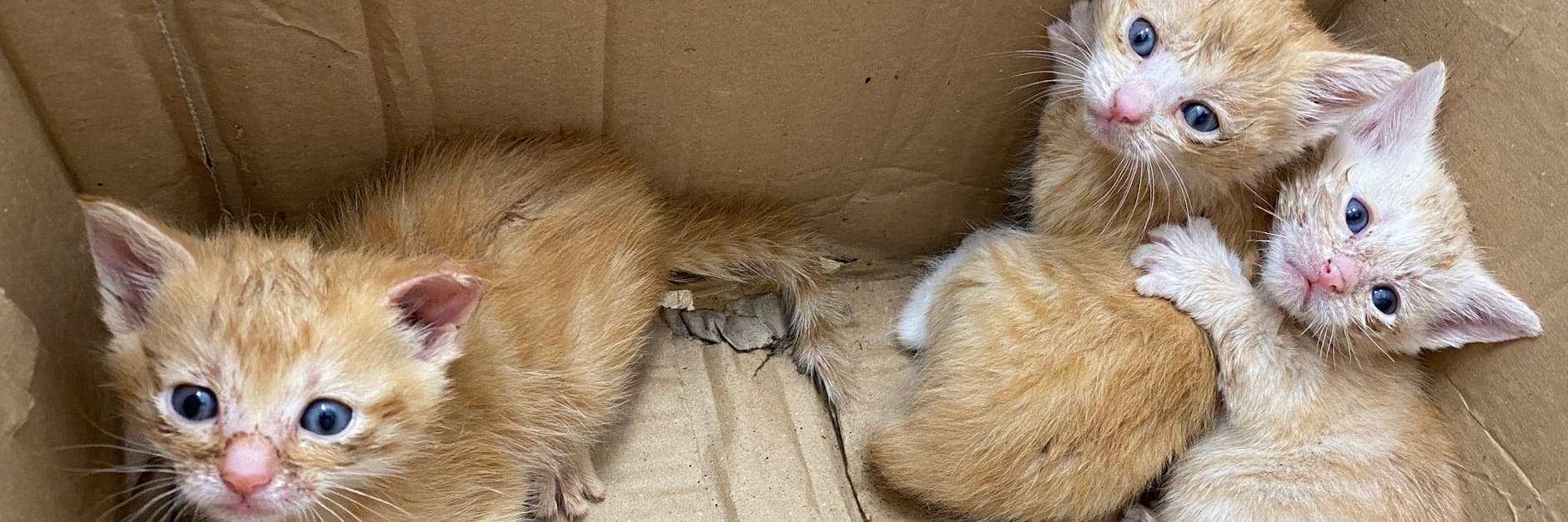 Die Mini-Miezen wurden in einem Karton ausgesetzt.