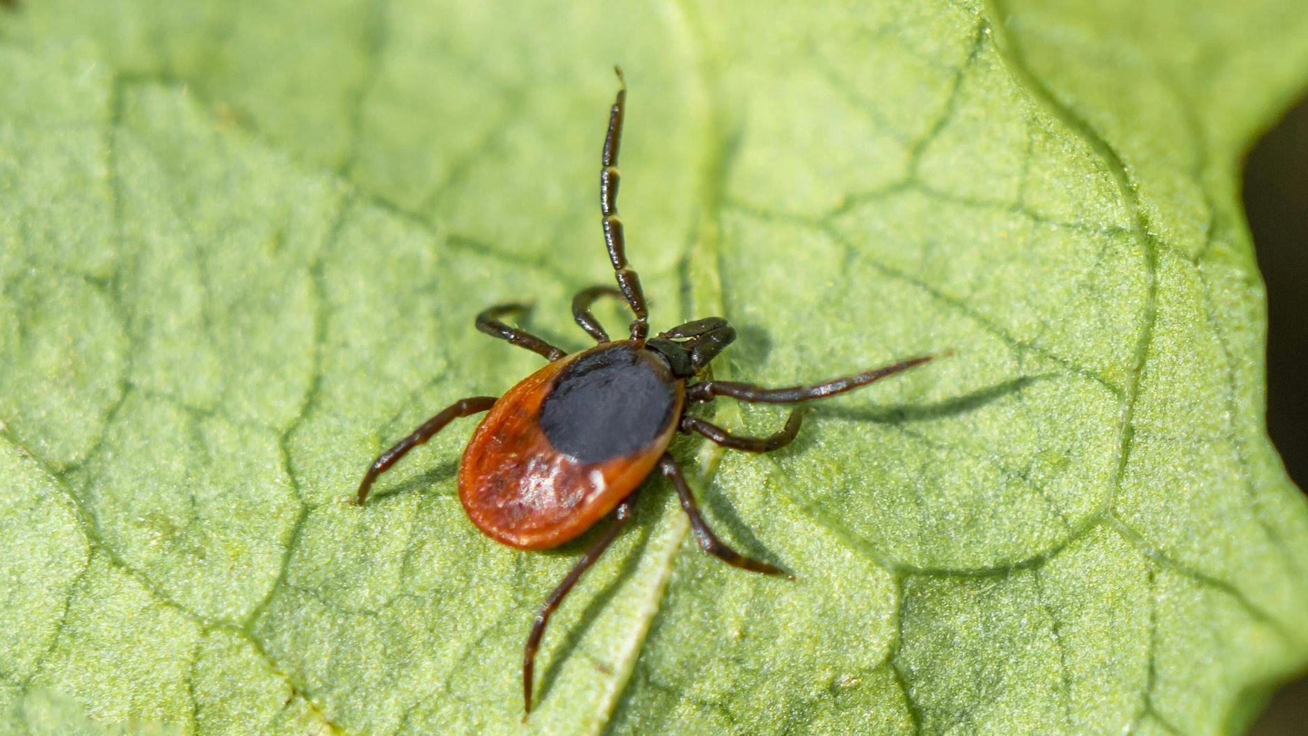 Zecken lauern meist im Gras auf ihre Opfer.