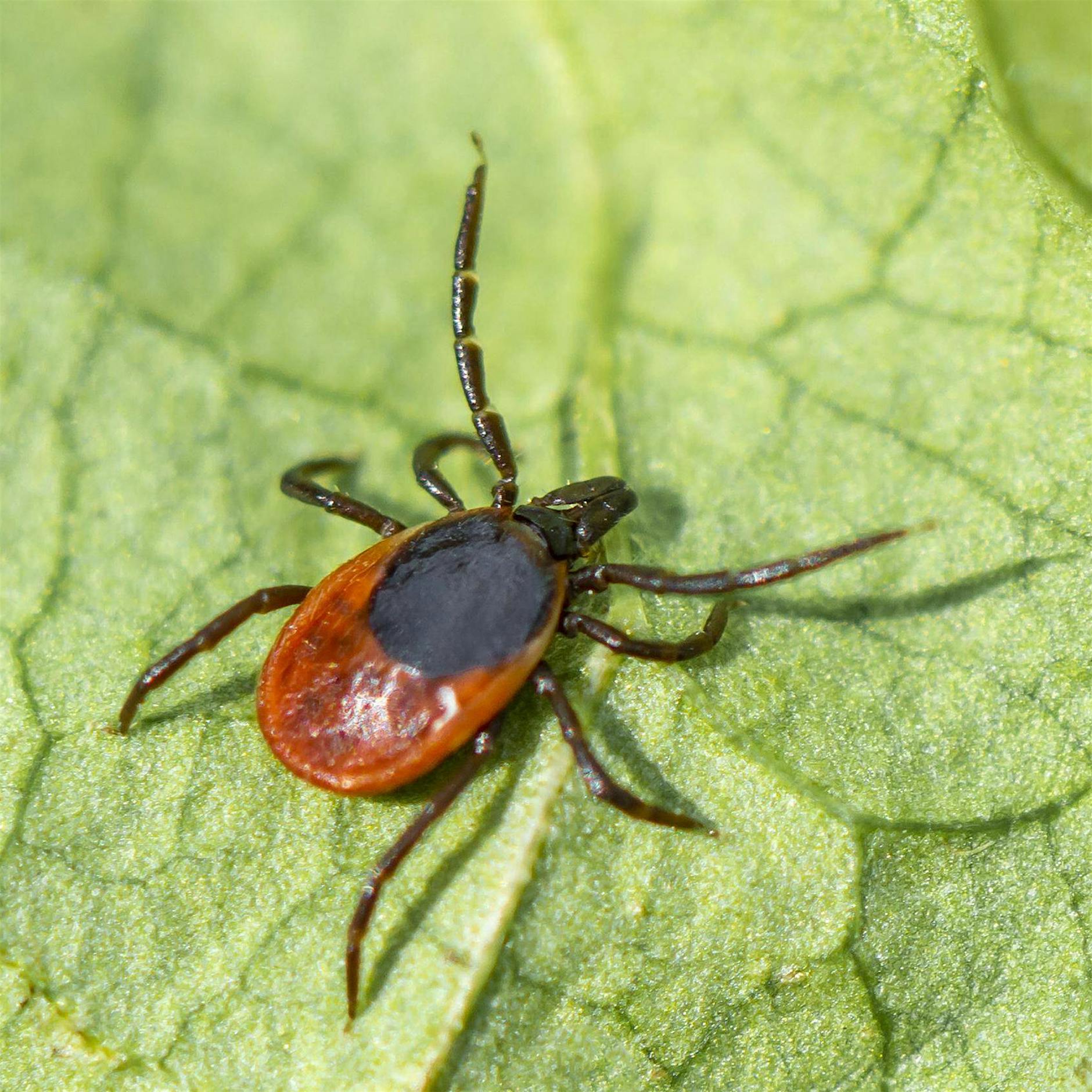FSME: Frühzeitig an Zecken-Impfung denken
