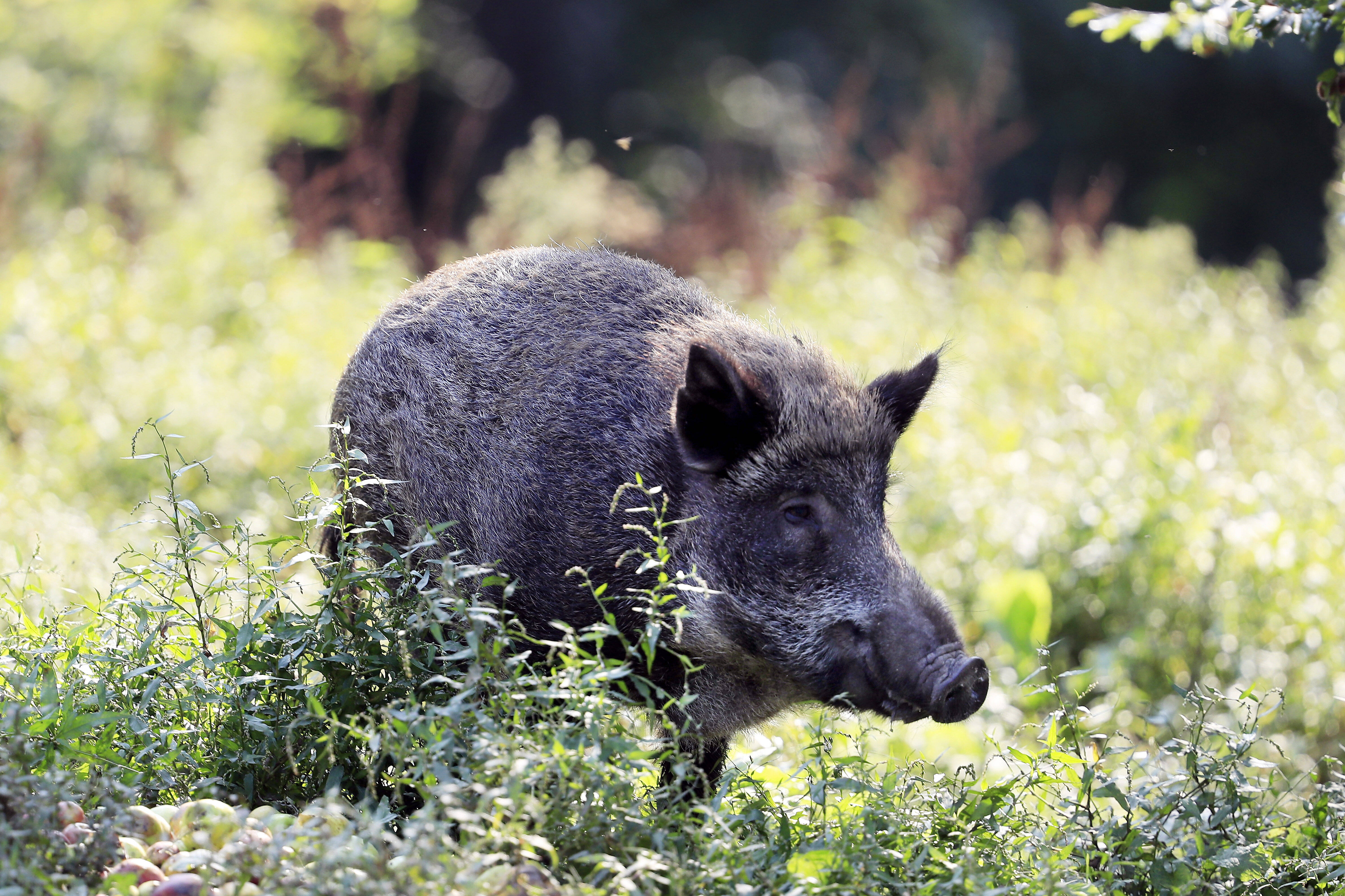 Wildschweinjagd Im Wohngebiet: Jäger Wehren Sich Gegen Kritik