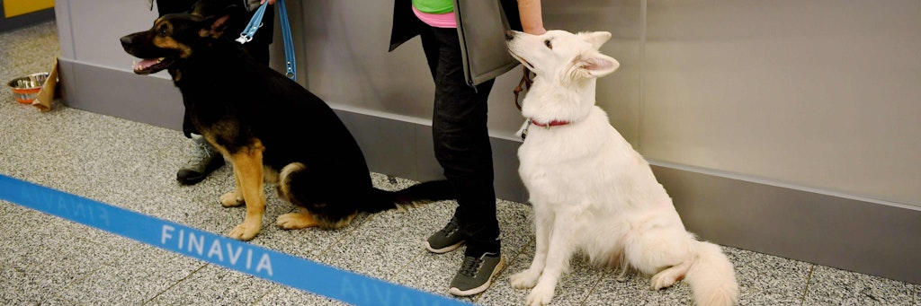 Am Flughafen Hunde erschnüffeln CoronaInfizierte