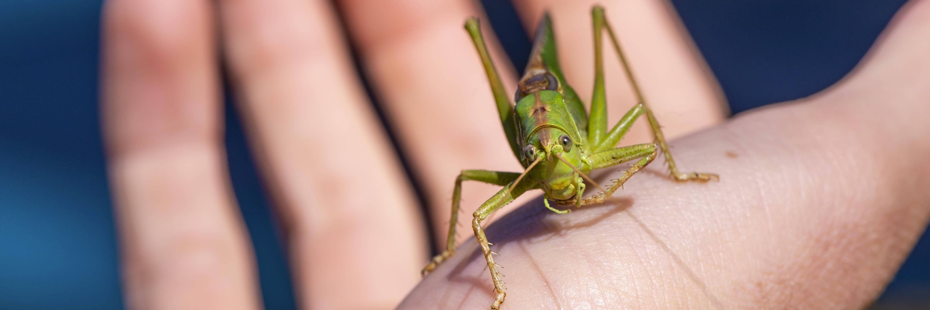 Heuschrecken gelten in manchen Kreise als Delikatesse.