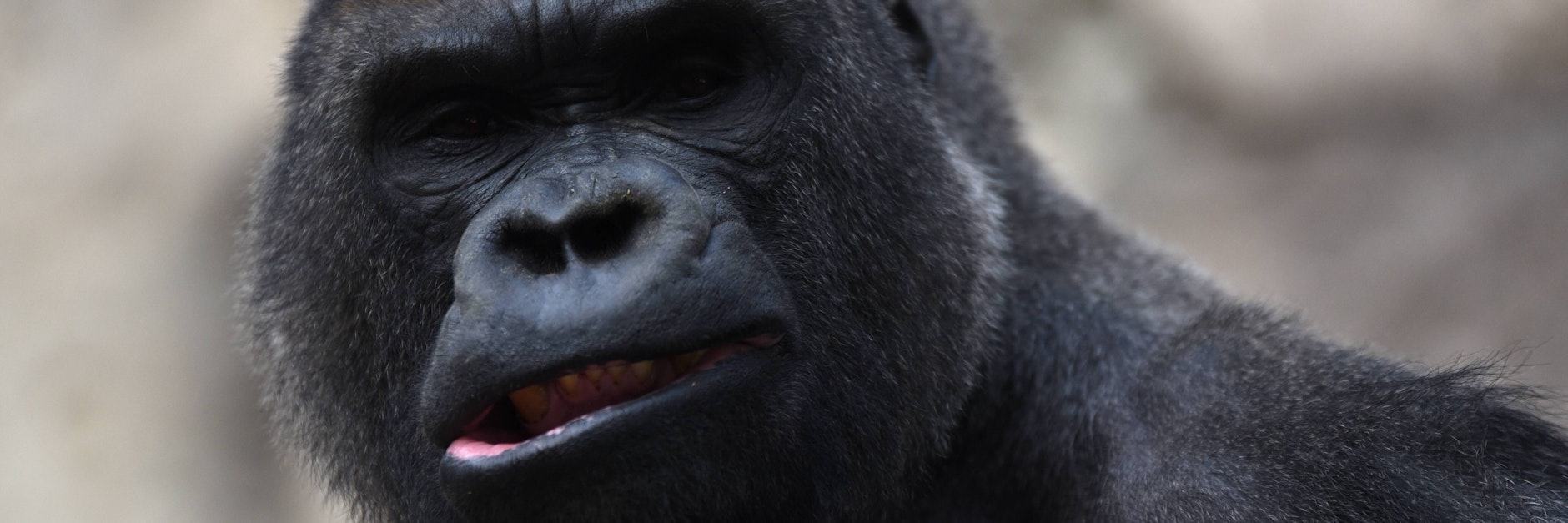 Ein Gorilla hat im Zoo von Madrid eine Tierpflegerin attackiert und schwer verletzt.