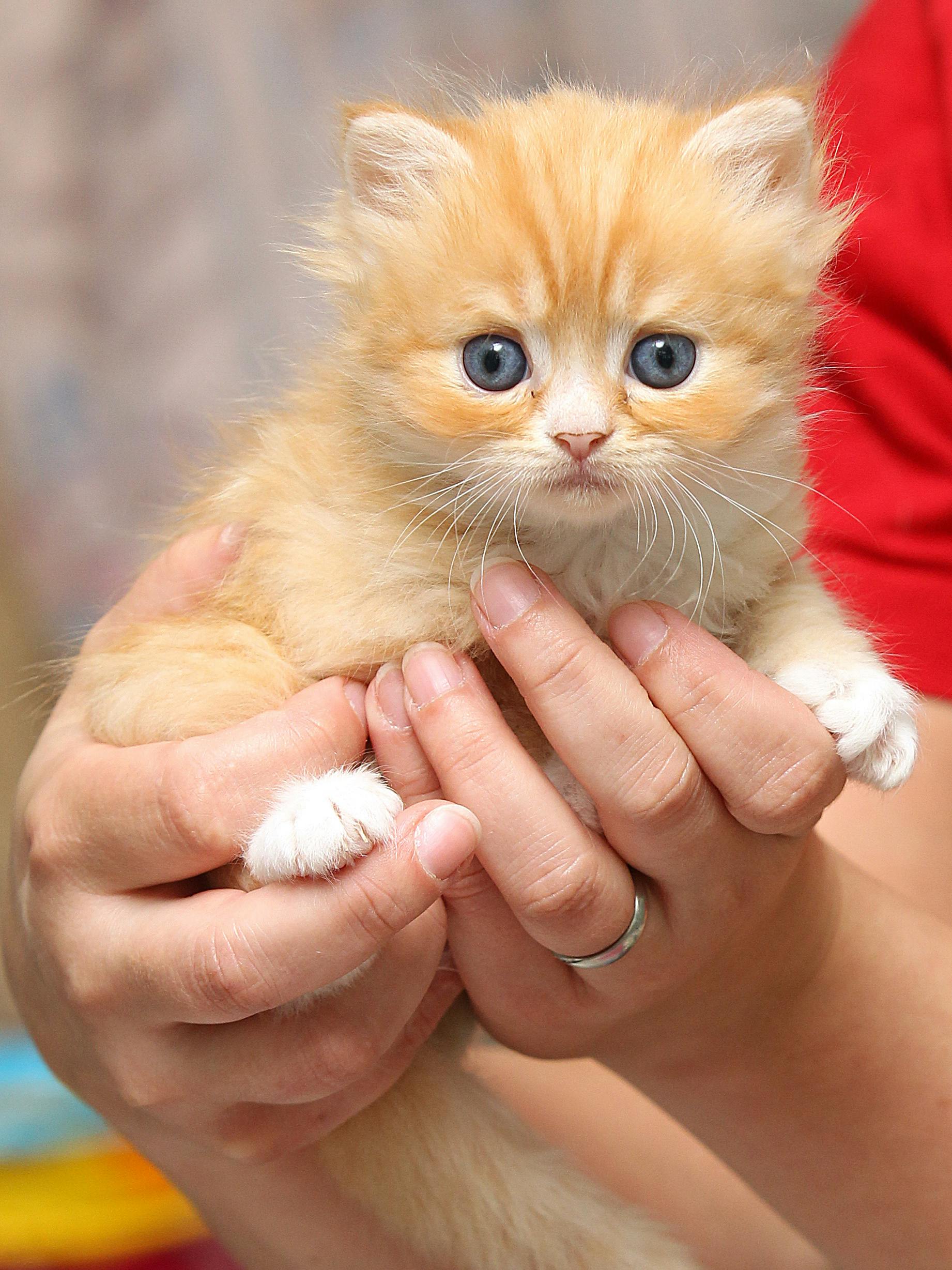 Auch dieses süße Kätzchen wurde gerettet.