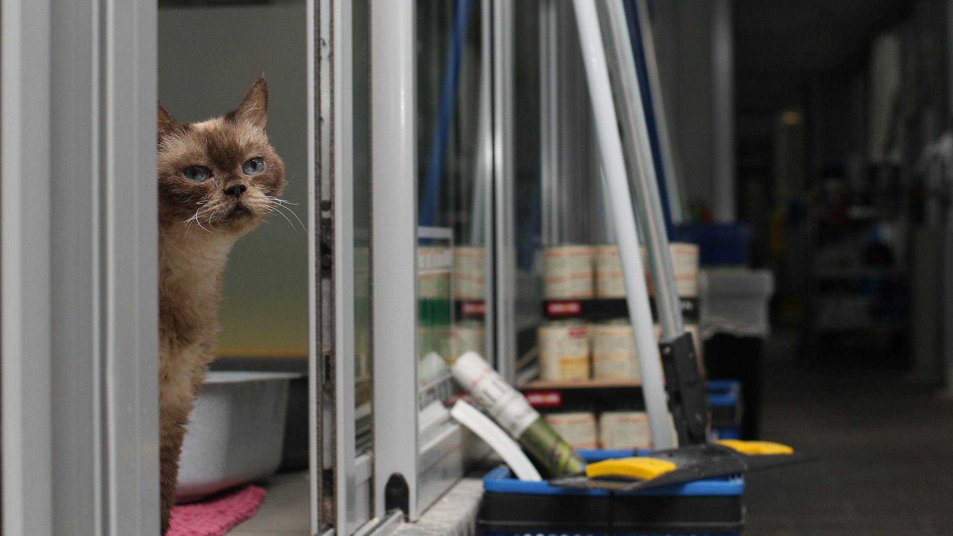 In den Katzenhäusern des Tierheims warteten die Miezen auf ein neues Zuhause.