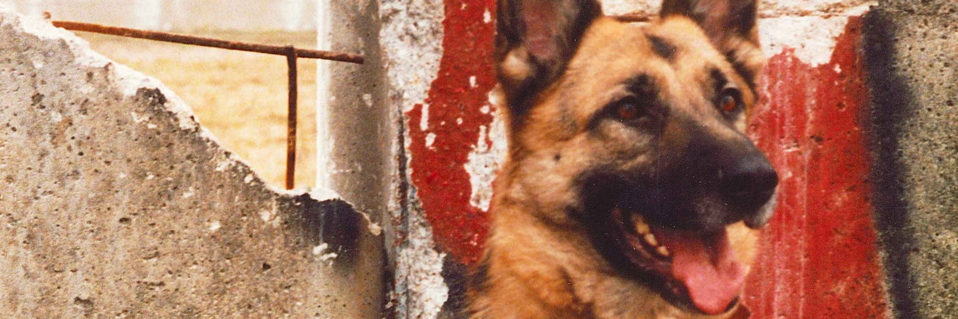 Der Dienst an der Grenze ist 1990 vorüber, doch wohin mit Tausenden Wachhunden?