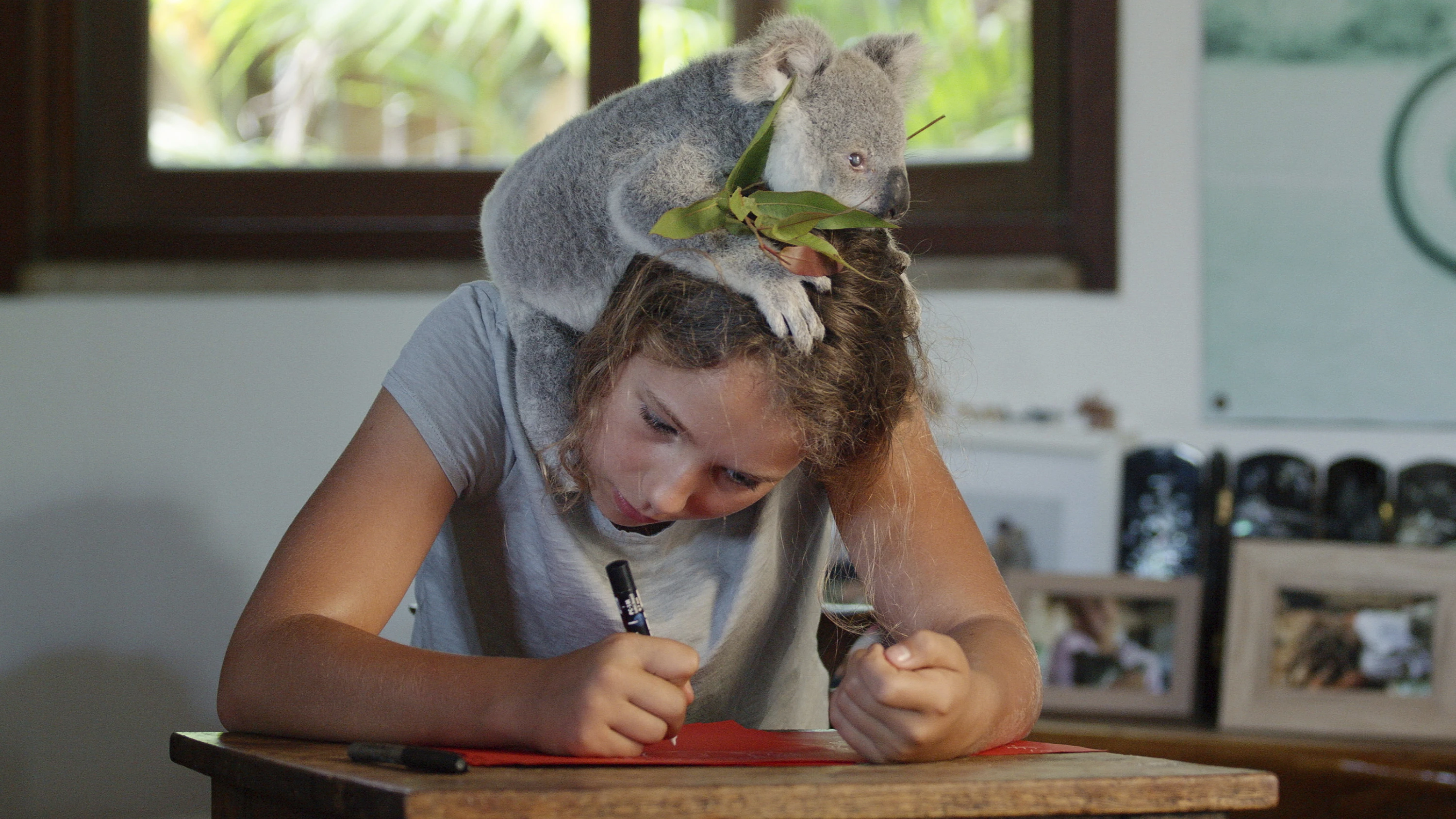 Derzeit tummeln sich 14 Koalas in der Hilfsstation der Familie Bee.