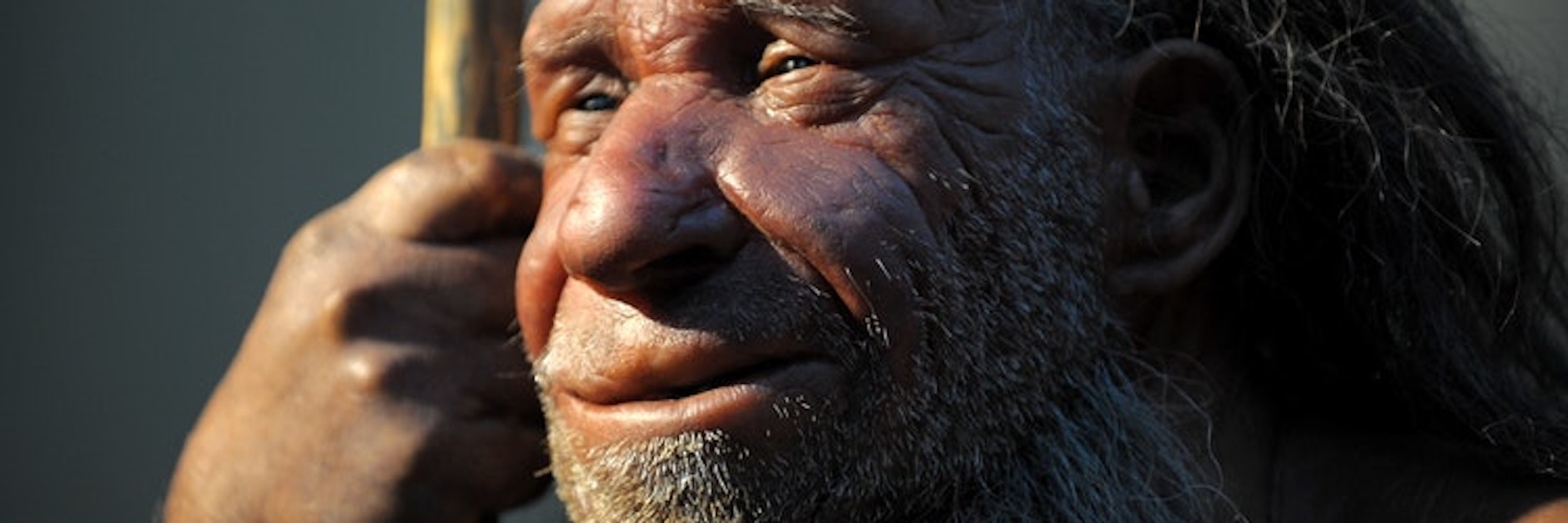 Die Nachbildung eines älteren Neandertalers im Neanderthal-Museum in Mettmann bei Düsseldorf.