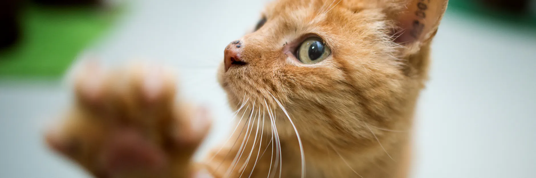 Katzen sind neugierig - Kippfenster können deshalb gefährlich werden.