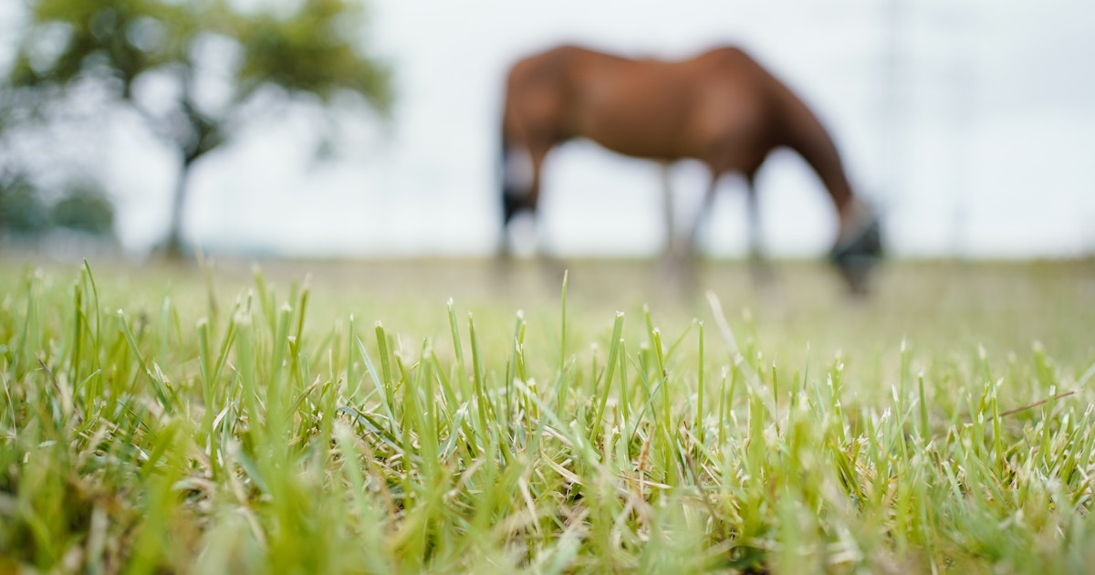 Angst: Der „Pferderipper” geht im Rhein-Neckar-Kreis um Angst: Der „Pferderipper” geht im Rhein-Neckar-Kreis um