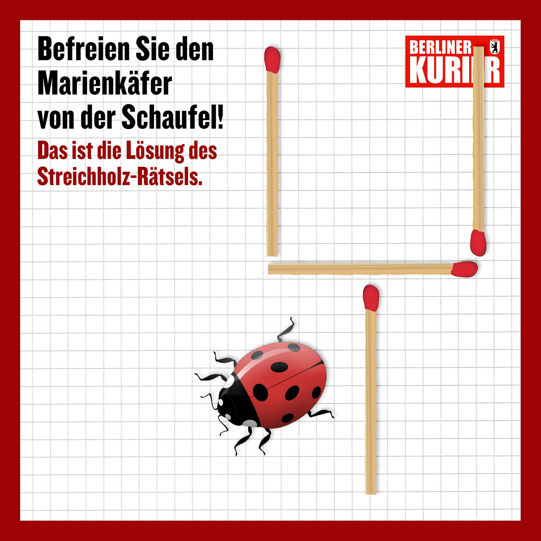 Zwei Hölzchen werden umgelegt - schon sitzt der Käfer außerhalb der Schaufel.