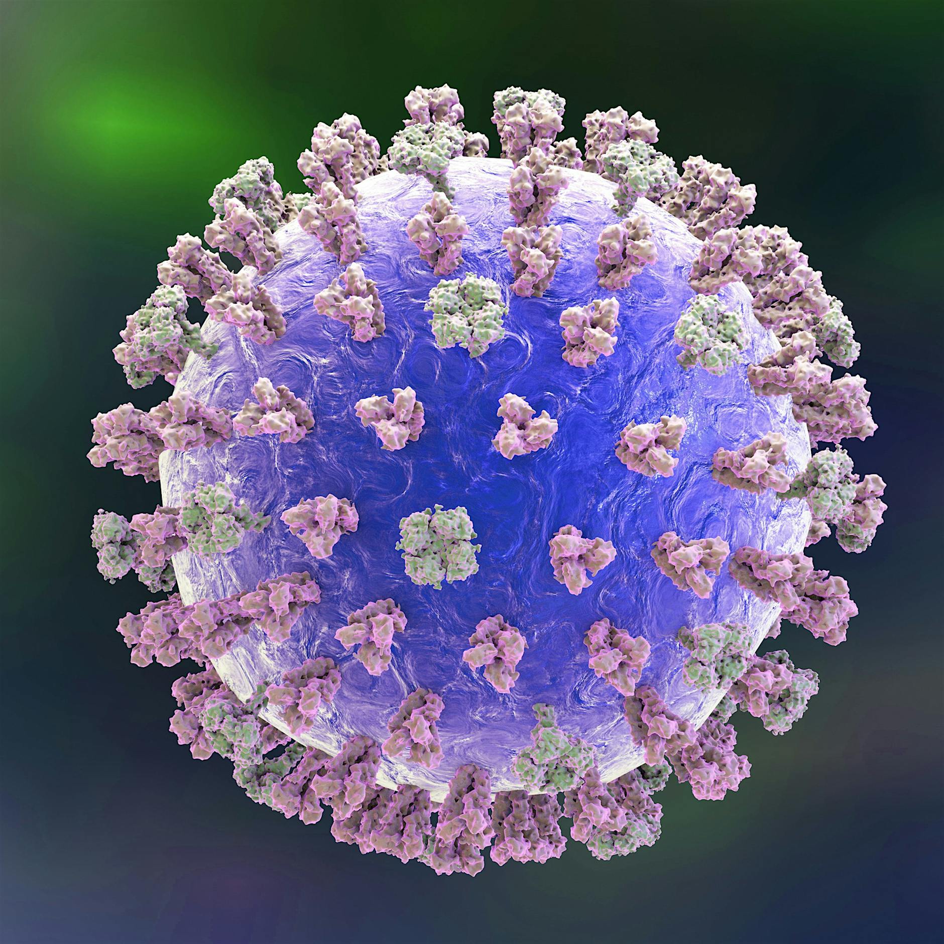 Ein frisch überstandener Schnupfen kann vor Grippeviren schützen