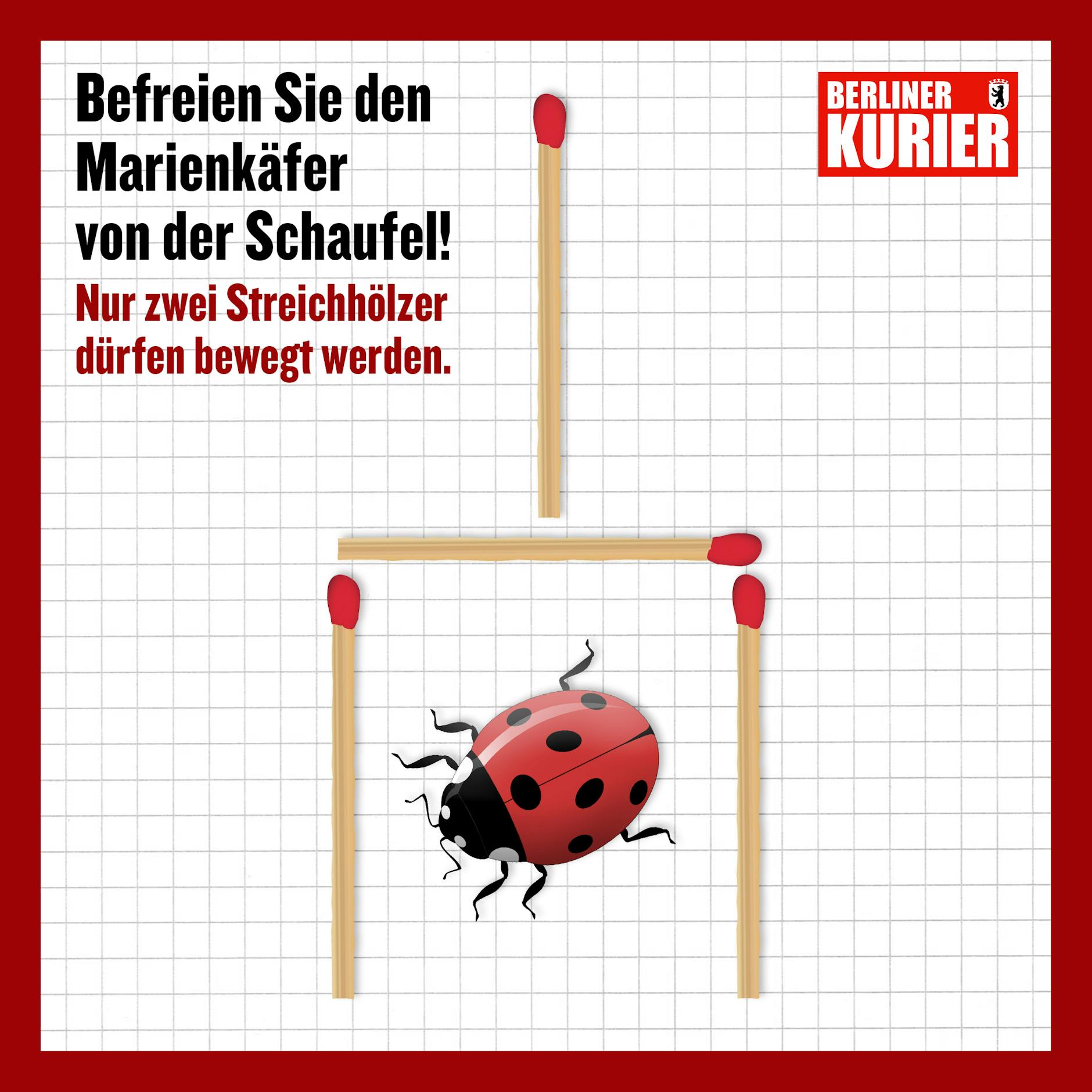 Befreien Sie den Käfer!