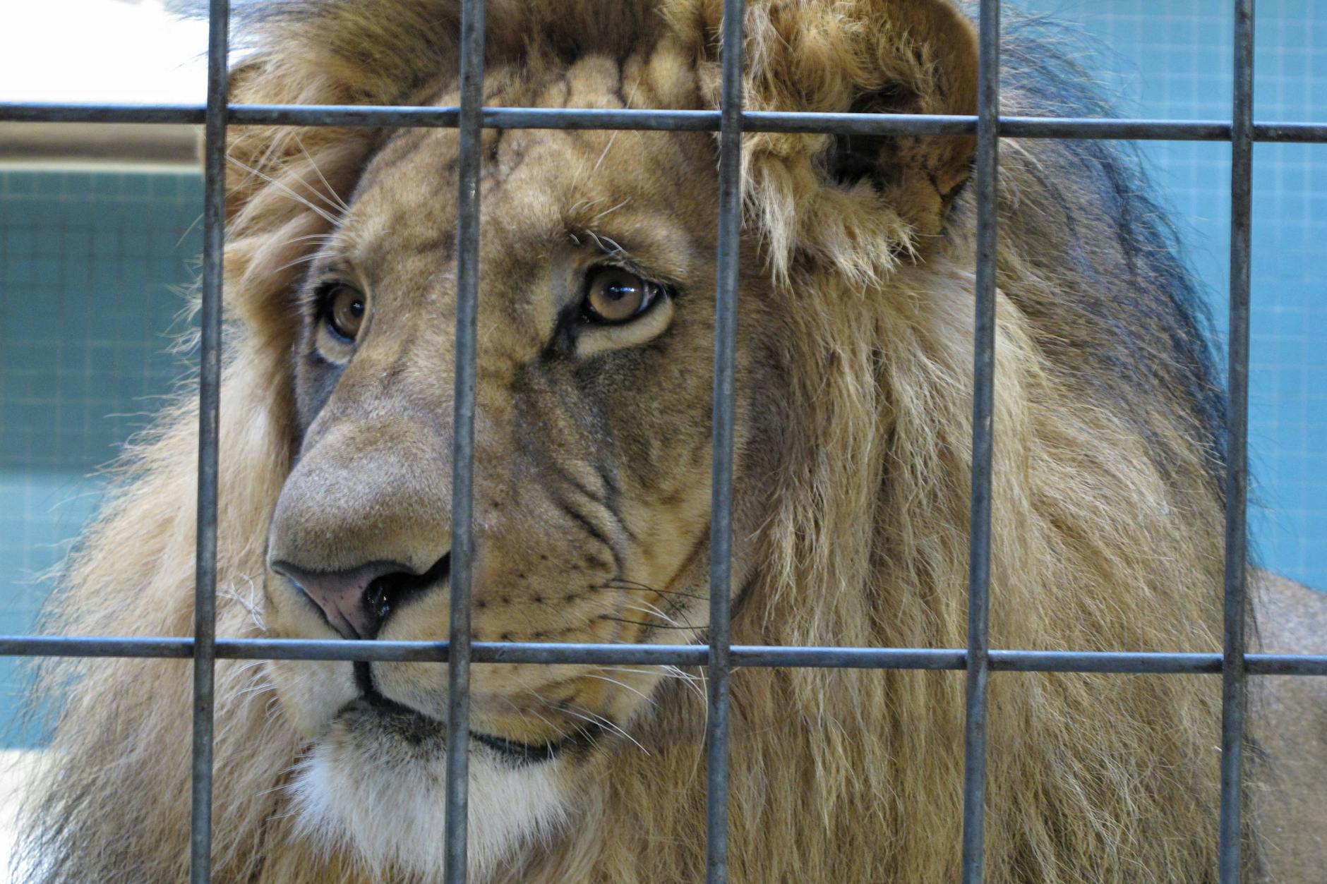 Ein Löwe hinter Gittern.