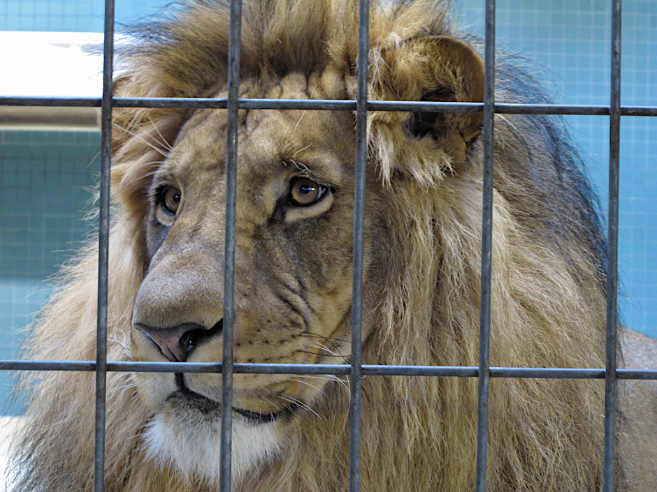 Ein Löwe hinter Gittern.