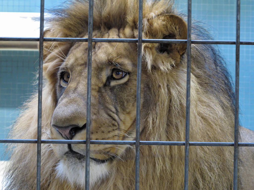 Flaneur hinter Gittern