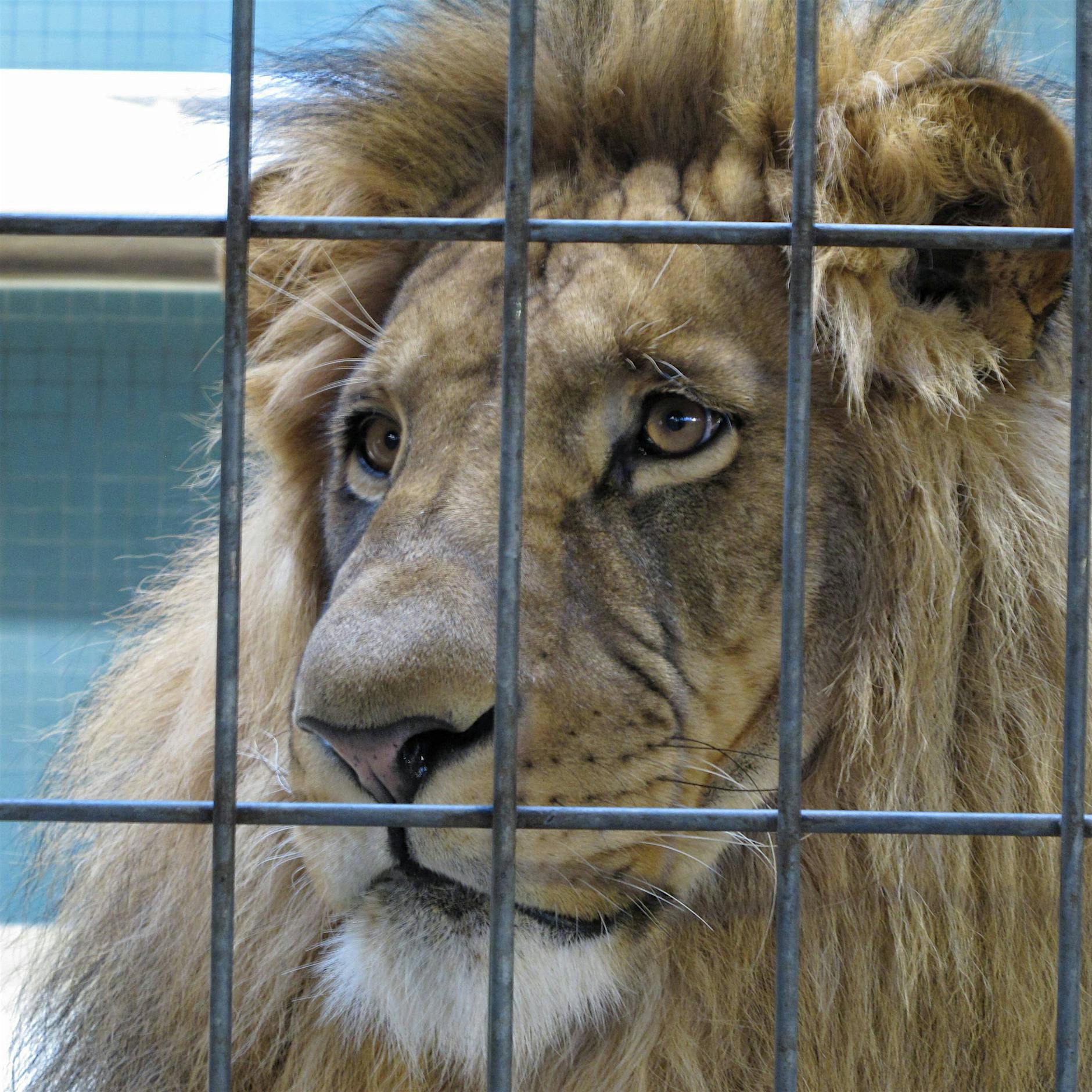 Flaneur hinter Gittern