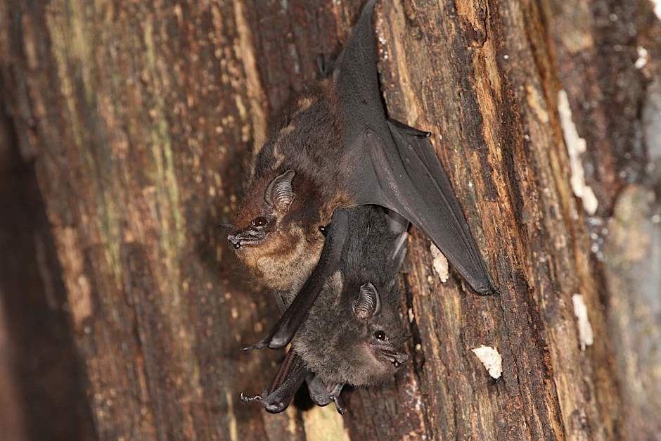 Mutter-Jungtier-Paar der Großen Sackflügelfledermaus, <em>Saccopteryx bilineata</em>, im Tagesquartier. Das Jungtier (dunkle Fellfarbe) hält sich am Bauch der Mutter (helle Fellfarbe) fest.