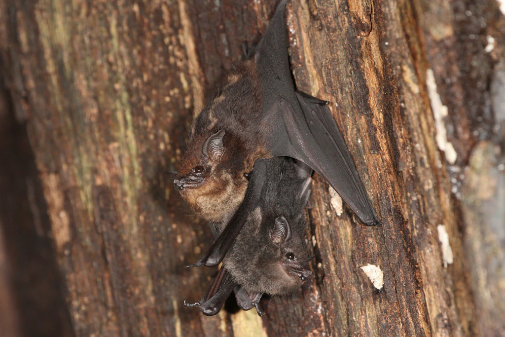„Fein, kleine Fledermaus!“ Wie Fledermaus-Weibchen ihre Jungen loben