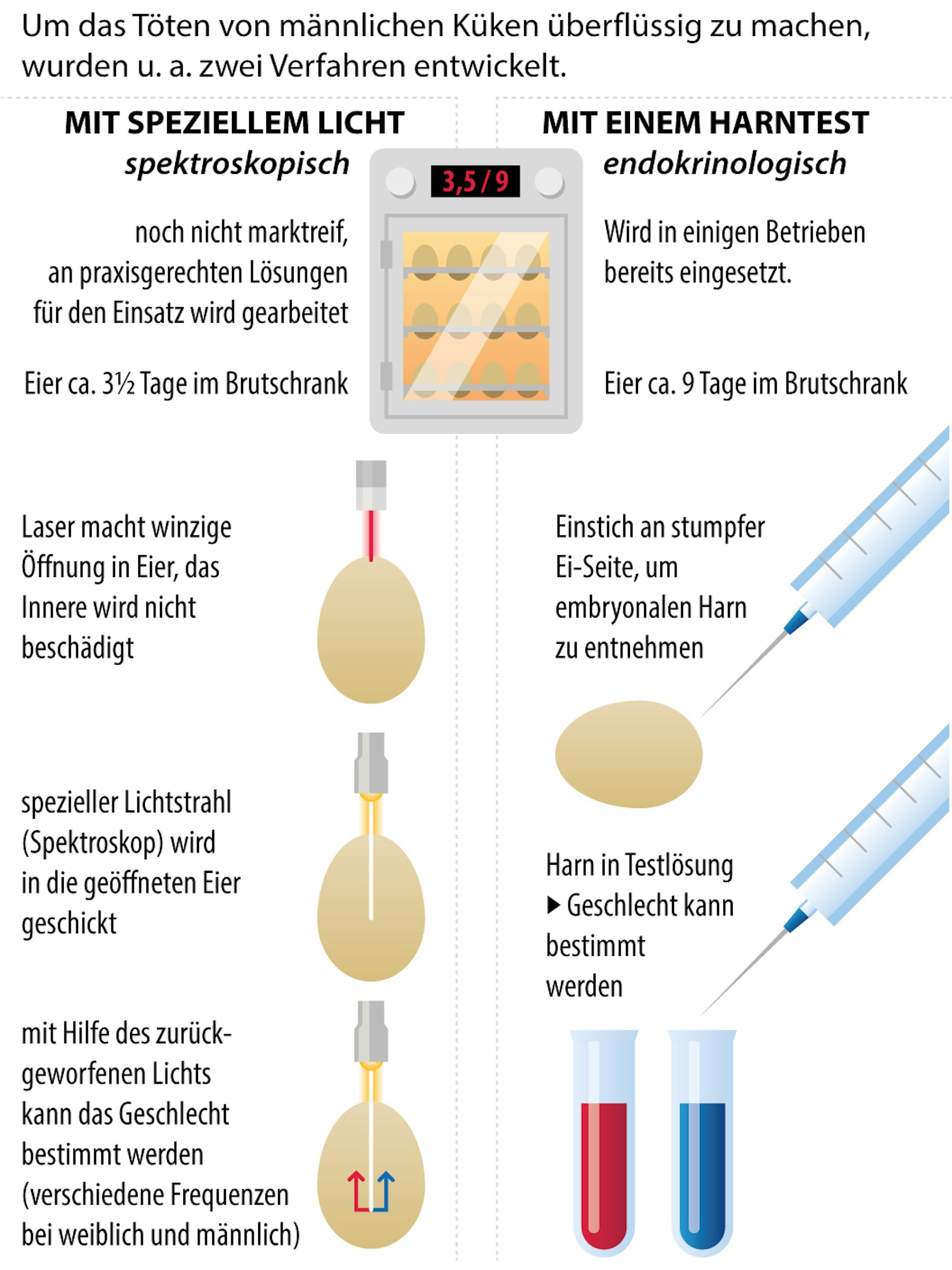 Das endokrinologische Verfahren zur Geschlechtsbestimmung (rechts) hat Marktreife und soll ab Ende 2021 von allen Brütereien eingesetzt werden. Das spektroskopische Verfahren, das vor dem Beginn des Schmerzempfindens der Embryonen (spätestens ab dem siebten Tag) eingesetzt werden kann, soll es später ersetzen.