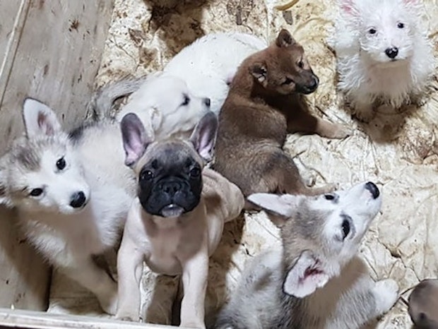 Illegaler Welpenhandel Immer mehr Hundebabys leiden Höllenqualen