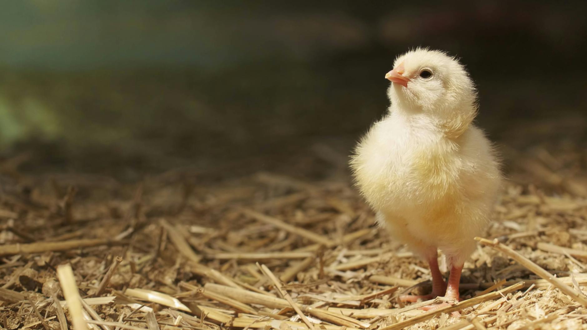 Küken findet jeder süß. Doch immer noch werden im Jahr 45 Millionen männliche Küken gleich nach dem Schlüpfen getötet. Ende 2021 soll das vorbei sein. Es gibt nun Methoden, das Geschlecht schon im Ei zu bestimmen.