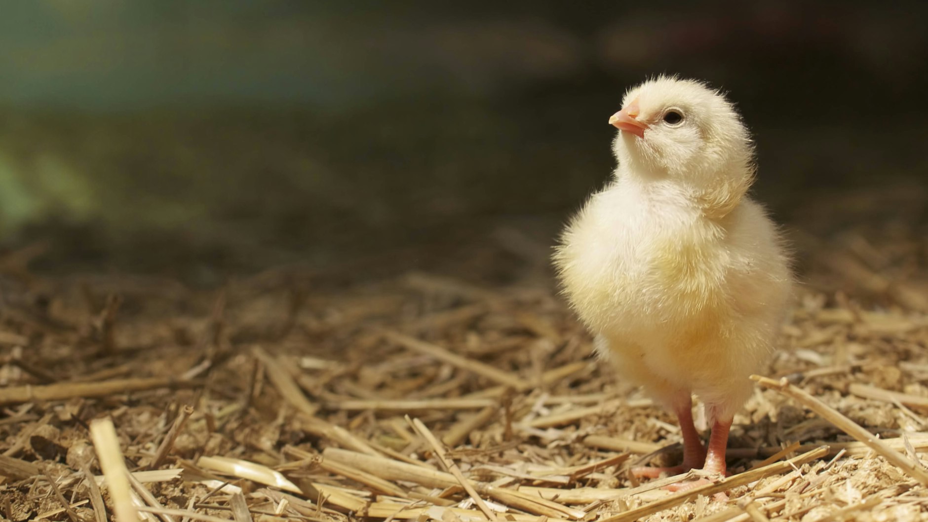 Küken findet jeder süß. Doch immer noch werden im Jahr 45 Millionen männliche Küken gleich nach dem Schlüpfen getötet. Ende 2021 soll das vorbei sein. Es gibt nun Methoden, das Geschlecht schon im Ei zu bestimmen.