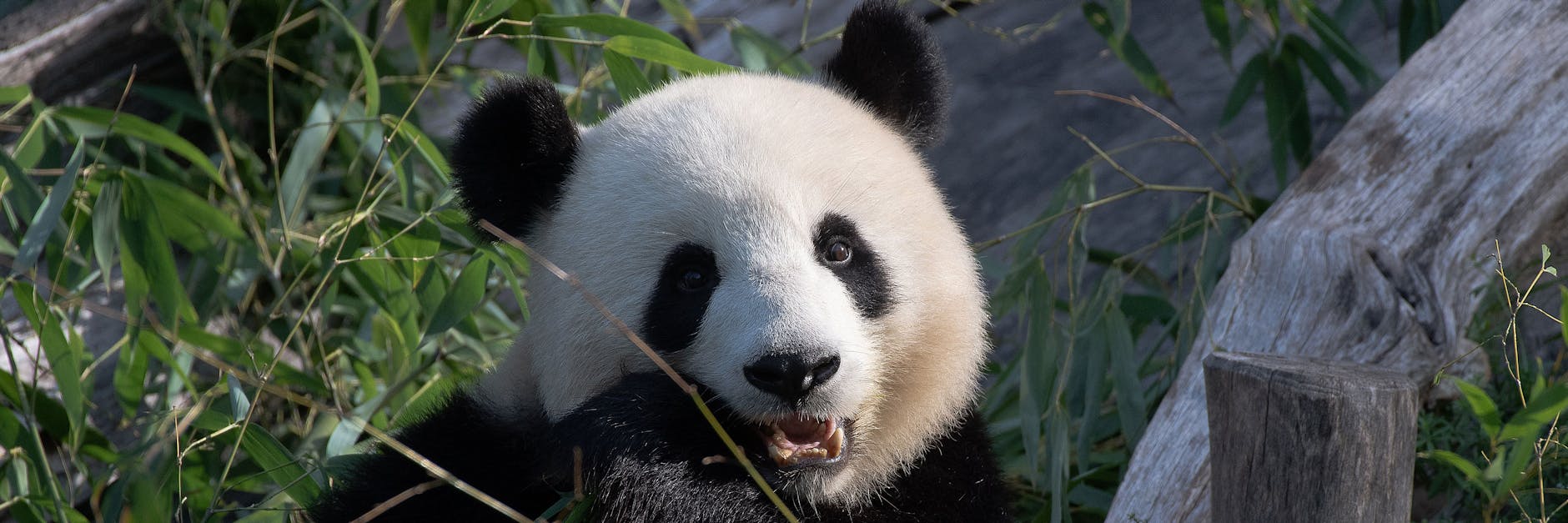 Panda-Dame Meng Meng wurde am Sonnabend 8 Jahre alt.