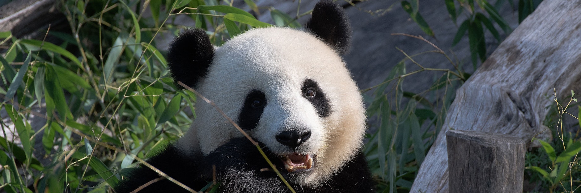 Panda-Dame Meng Meng wurde am Sonnabend 8 Jahre alt.